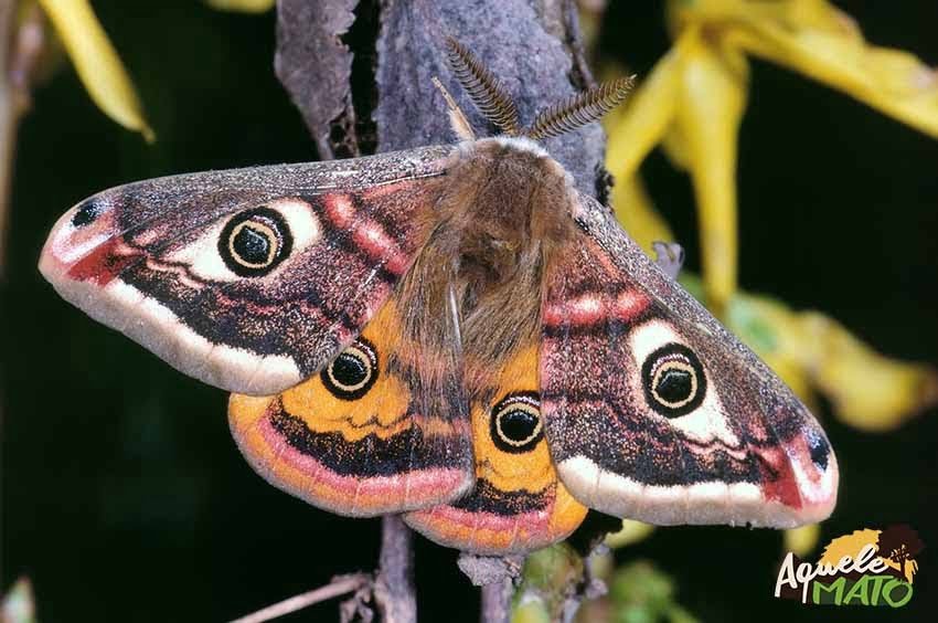 Saturniidae