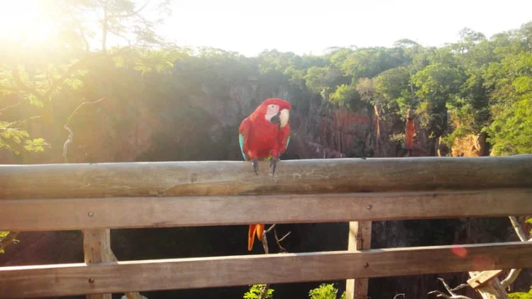 Arara posando para foto