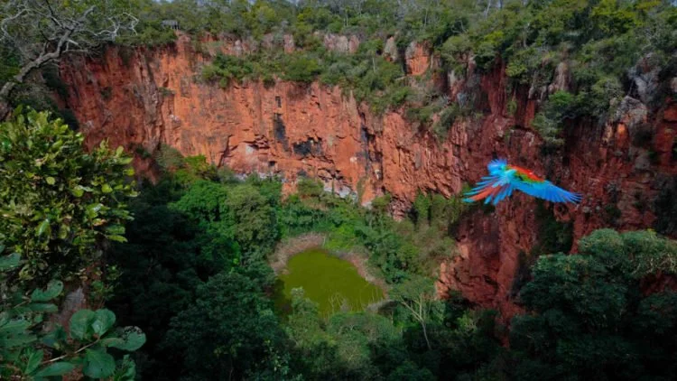 Arara voando sobre Buraco das Araras