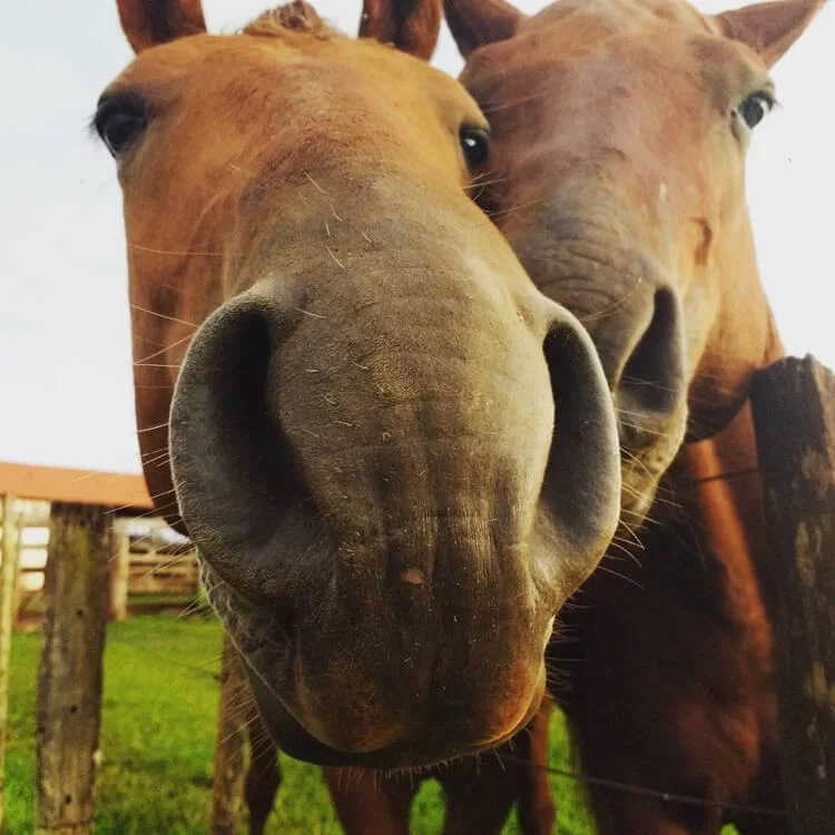 Cavalo Pantaneiro se adaptou ao bioma e é único - Aquele Mato