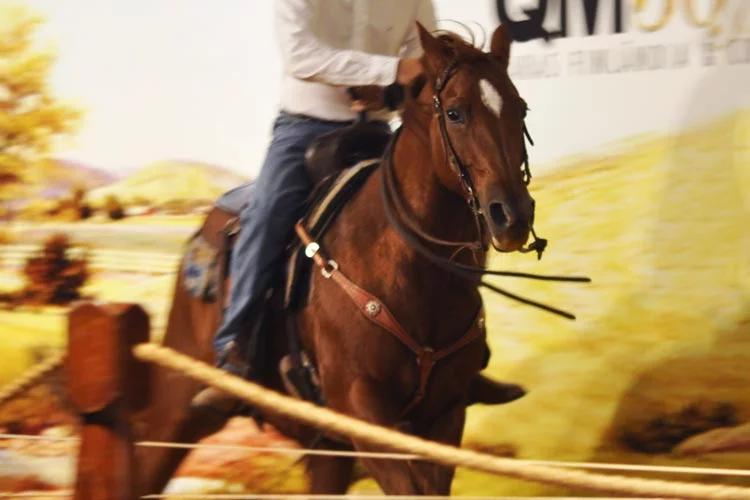 Cavalo Pantaneiro se adaptou ao bioma e é único - Aquele Mato