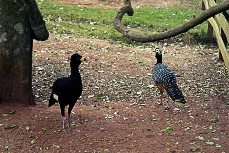 Hoje é dia de observação de aves no Parque das Nações - Aquele Mato