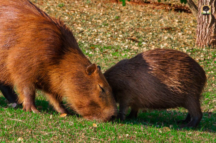 Capivaras comendo grama ao ar livre