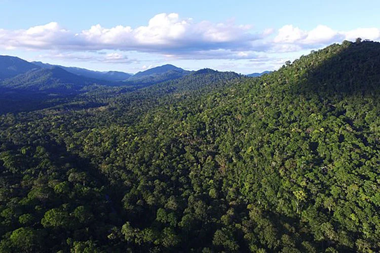 A Mata Atlântica e a queda no desmatamento - Aquele Mato