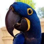 Arara Azul sorria