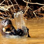 Animais do Pantanal em extinção - Aquele Mato