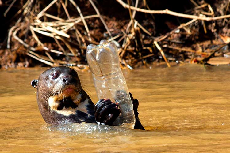 consciência ecológica - ariranha dentro do rio segurando uma garrafa plástica