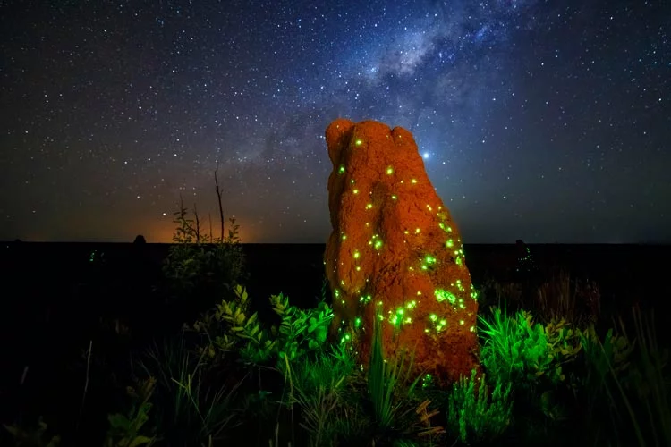 bioluminescência das larvas