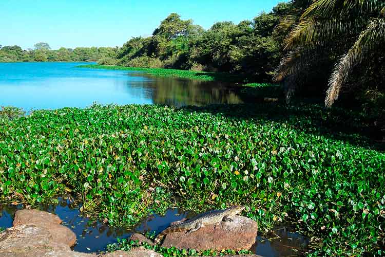 Cidade de Miranda, Portal do Pantanal - Aquele Mato