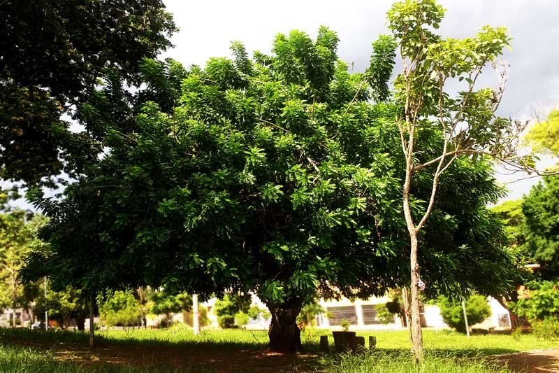 Frutas: a seriguela em Mato Grosso do Sul - Aquele Mato