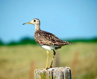 Pantanal - destino para aves migratórias