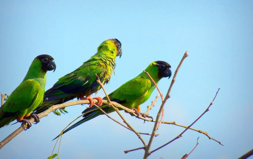 Periquito-de-cabeça-preta, o príncipe do Pantanal - Aquele Mato