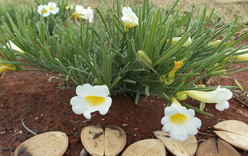 Plantas medicinais do Pantanal