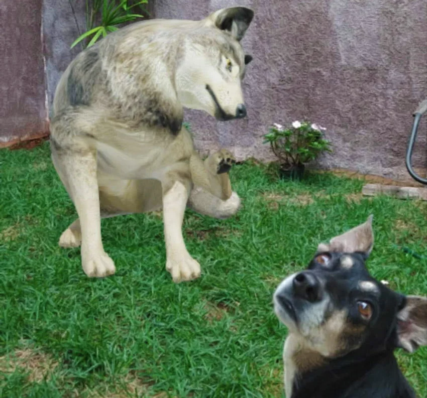 Faça seu zoológico em casa - Aquele Mato