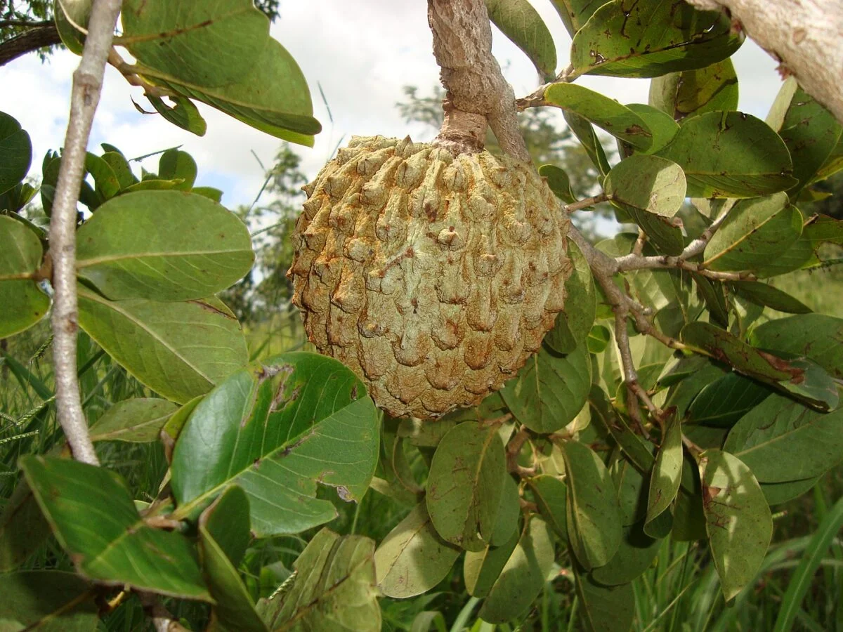 Plantas Típicas do Cerrado: Marolo