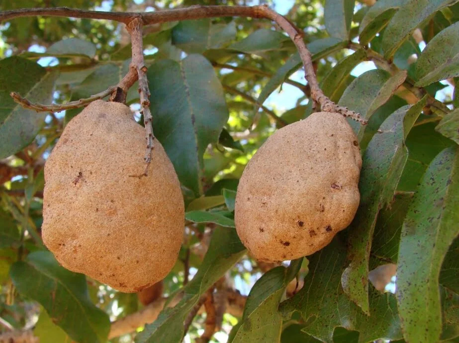 Plantas Típicas do Cerrado: Baruzeiro