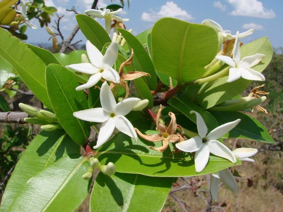 Plantas Típicas do Cerrado: Mangabeira