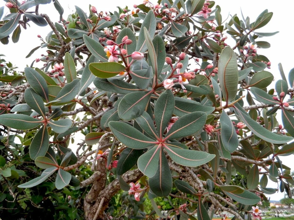 Plantas Típicas do Cerrado: Pau-santo