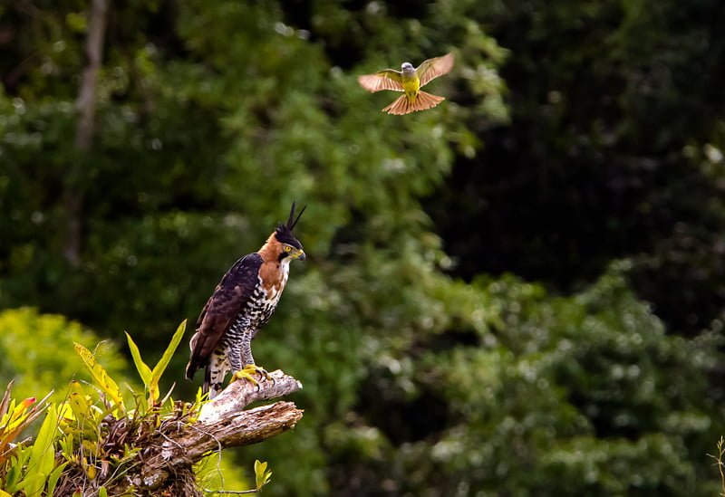 11 Aves de rapina raras em Mato Grosso do Sul - Aquele Mato