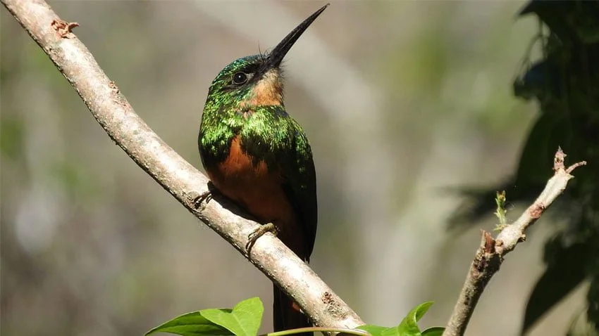 Hoje é dia de observação de aves no Parque das Nações - Aquele Mato