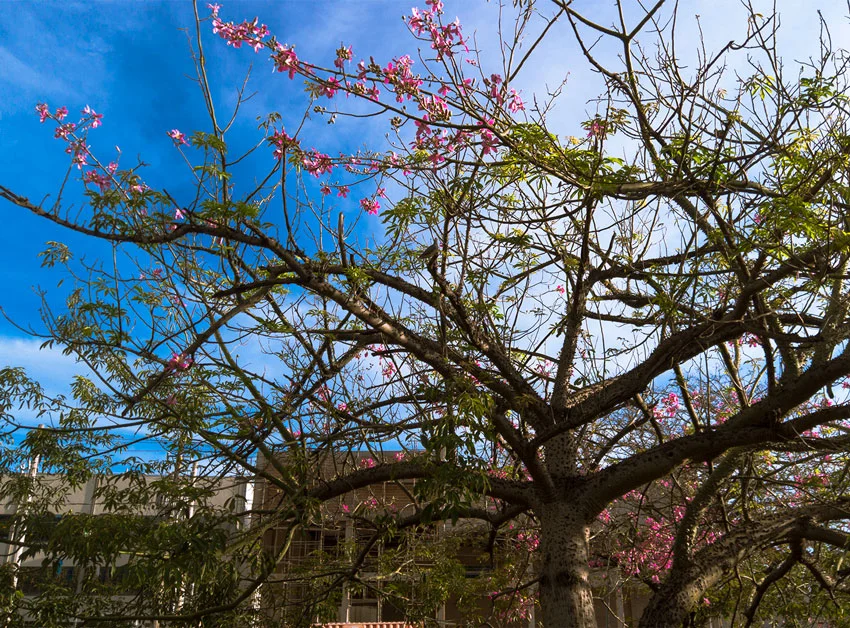 Paineiras: a beleza nas nossas ruas - Aquele Mato