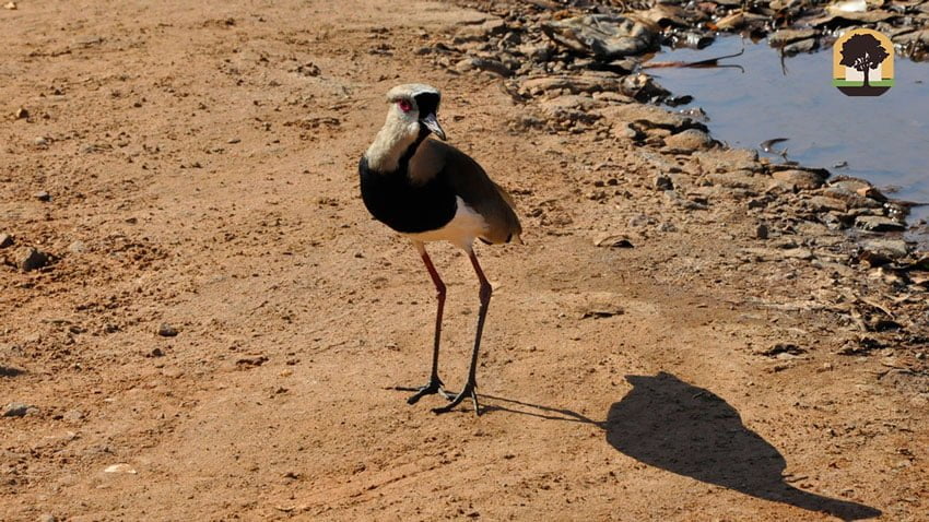 Hoje é dia de observação de aves no Parque das Nações - Aquele Mato