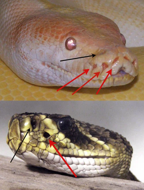 O que fazer ao encontrar uma cobra na trilha? - Aquele Mato