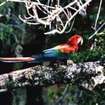 Buraco das Araras, a maior dolina da América do Sul