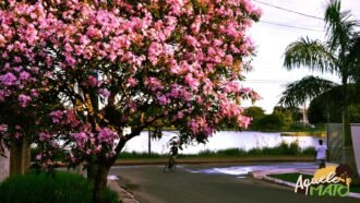 A capital que cresceu sem expulsar a floresta: o que Campo Grande preservou em seu asfalto