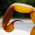 O que fazer ao encontrar animais peçonhentos