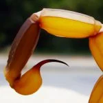 O que fazer ao encontrar animais peçonhentos