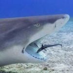 Relações ecológicas, animais que trabalham em equipe