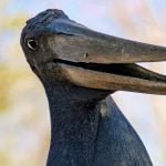 Tuiuiú: ave símbolo do Pantanal