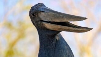 Tuiuiu Pantanal
