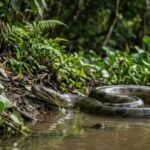 Sucuri-amarela, um pouco sobre a anaconda!