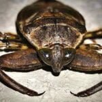 O Baratão de Corumbá, pequeno grande monstrinho