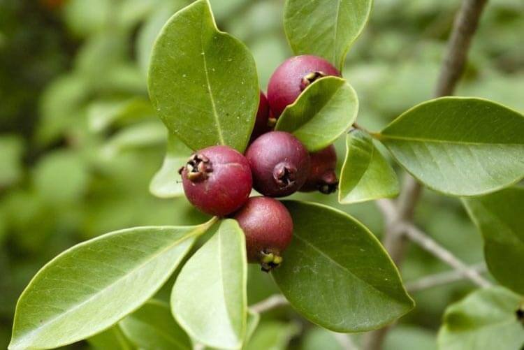 10 Plantas Típicas Do Cerrado Conhecer Para Preservar Aquele Mato 2592