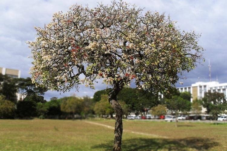 10 Plantas Do Cerrado Conhecer Para Preservar Aquele Mato 9799