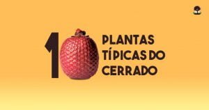 10 plantas do cerrado, conhecer para preservar