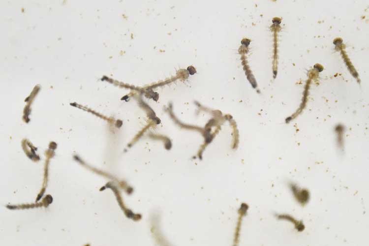 Por que o Aedes aegypti pode transmitir tantas doenças? - Aquele Mato
