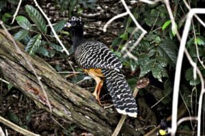 Campo Grande festeja título de Capital do Birdwatching