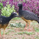 Mutum, ave do Pantanal está no nosso quintal