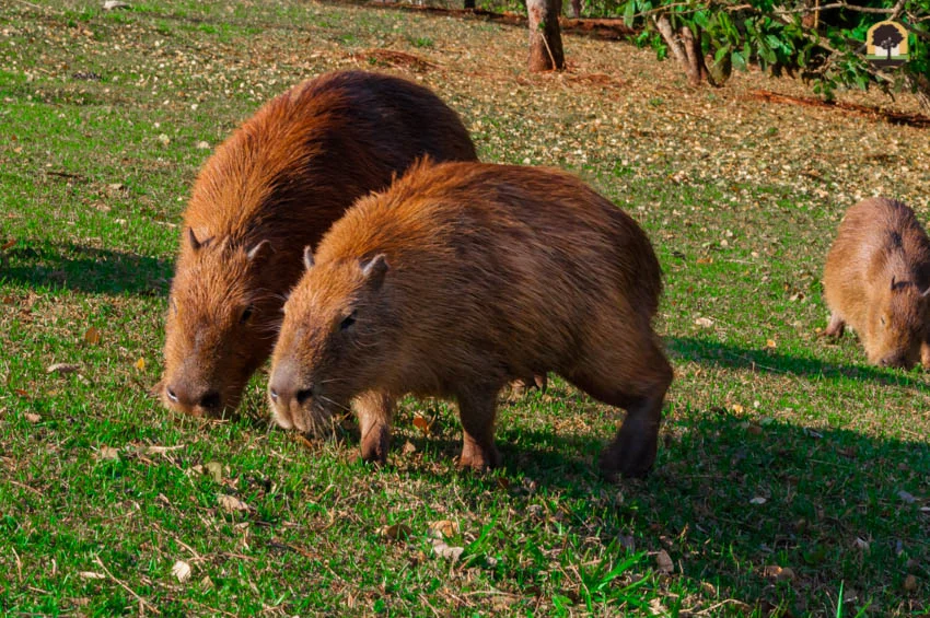 10 animais típicos do Cerrado - Aquele Mato