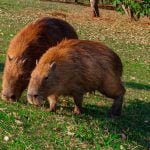 Paca, cutia e capivara, diferenças entre roedores