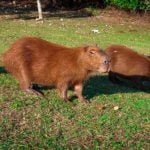 Capivara, o maior roedor do mundo!