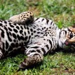 Tem jaguatirica no Brasil?