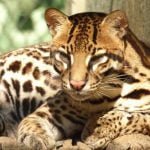 Jaguatirica é flagrada predando filhote de tatu-canastra dentro da toca, em registro inédito no Pantanal