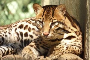 Jaguatirica