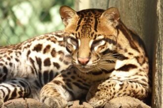 Jaguatirica