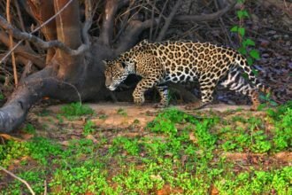 Onça-pintada no Mirante da Capivara: grupo técnico de Corumbá e Ladário distribui sinalizadores sonoros e reforça rondas